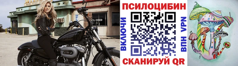 Псилоцибиновые грибы Psilocybe  купить закладку  Камышин 